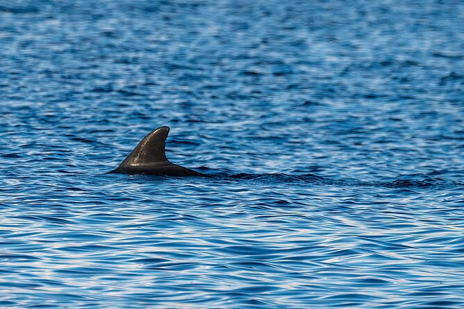 Dolphin and Nature Sunset Cruise From Orange Beach - Inclusions and Pricing