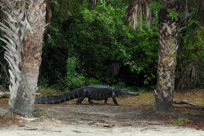 Everglades Day Safari From Ft Lauderdale - Exploring the Everglades Ecosystem