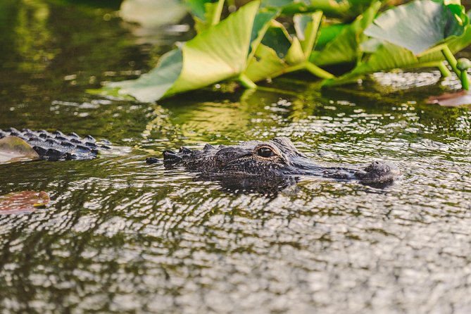 Everglades VIP Airboat Tour With Transportation Included - Health Restrictions