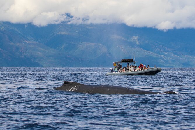 Eye-Level Whale Watching Eco-Raft Tour From Lahaina - Customer Reviews and Feedback