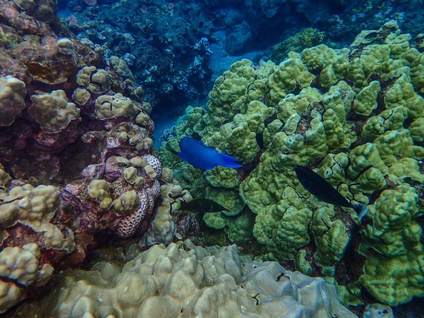 Four Winds Molokini Snorkeling Tour From Maalaea Harbor - Guest Reviews and Feedback