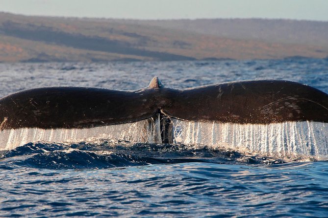 From Maalaea: Whale Watching Tour Aboard the Quicksilver - Whale Behaviors and Sightings