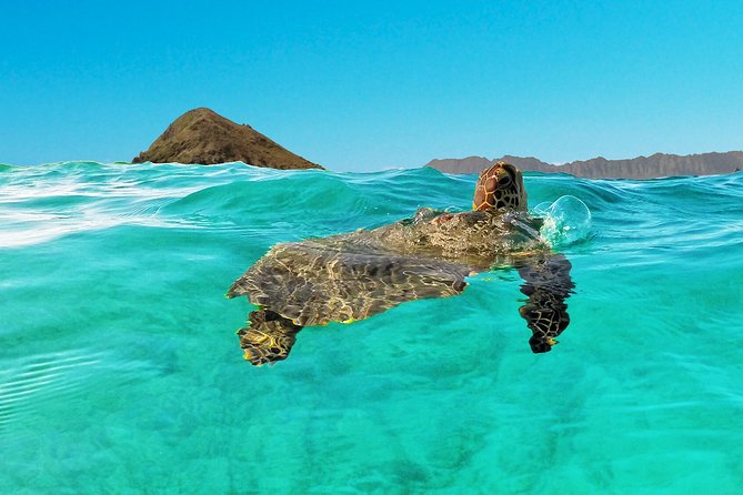 Kailua Bay, Oahu: Epic Kayak Adventure With Beachside Lunch - Guided Tour or Self-Guided Adventure: Choosing Your Experience