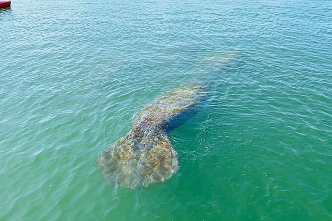 Kayak Tour Adventure Marco Island and Naples Florida - Exploring Mangrove Forests