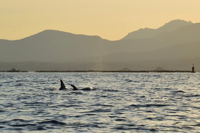 Kayak Tour With Aperitif and Dolphins - Exploring Cala Moresca and Figarolo Island