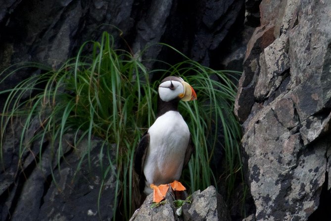 Kenai Fjords and Resurrection Bay Half-Day Wildlife Cruise - Meeting and Departure Details