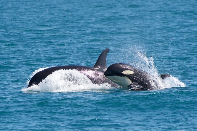 Kenai Fjords National Park Glacier & Wildlife Cruise - Traveler Reviews and Highlights