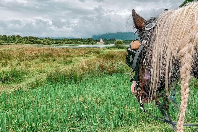 Killarney National Park Tour - Optional Tour of Ross Castle