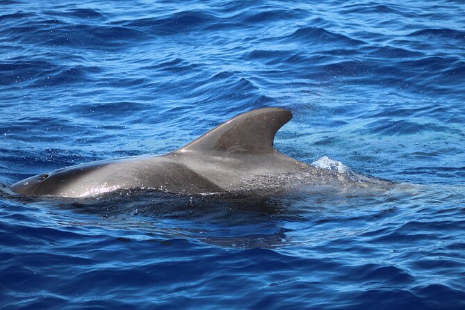 Madeira Dolphin & Whale Watching Tour - Customer Feedback and Ratings