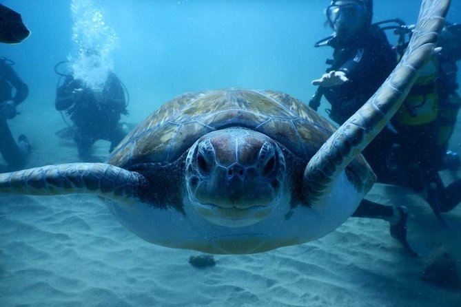 Private Diving at Zenobia Wreck in Larnaka - Personalized and Private Diving Experience