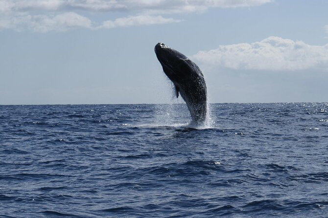 Whale and Dolphin Watching Tour From Funchal - Encounter With Bottlenose Dolphins