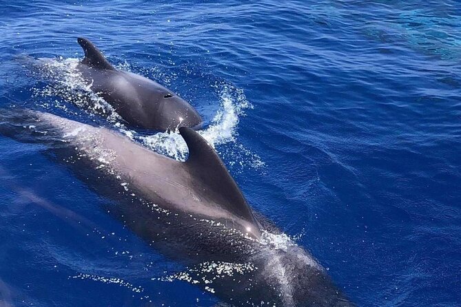 Whale and Dolphin Watching Yacht Trip in Puerto Colon - Customer Feedback and Experiences