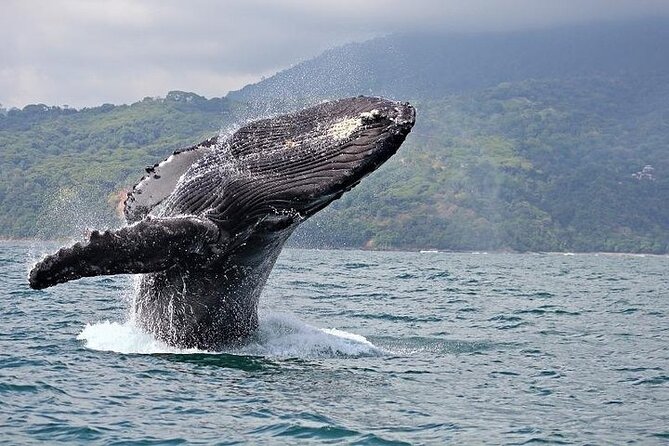 2-Hour Oahu Whale Watch From Ala Wai Harbor, Waikiki - Panoramic Viewing Experience