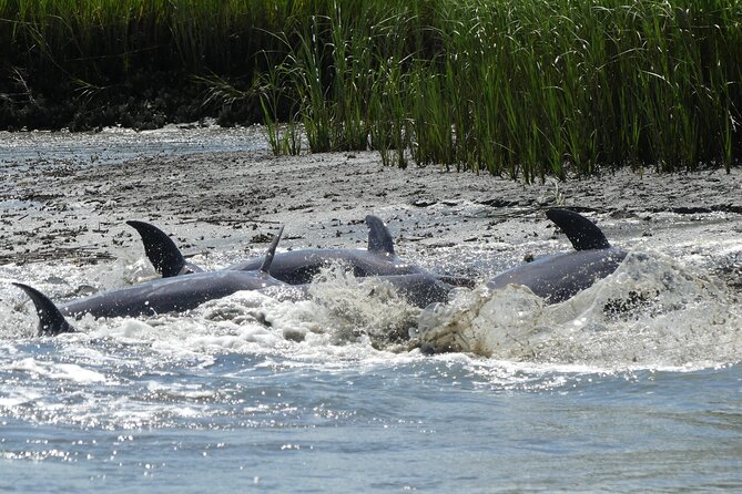 90-Minute Private Dolphin Tour in Hilton Head Island - Encountering Marine Life Up Close