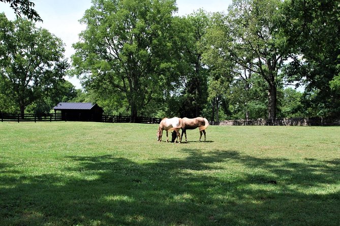 Belle Meade Guided Mansion Tour With Complimentary Wine Tasting - Accessibility and Visitor Logistics