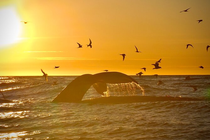 Big Whales & Puffins RIB Boat Tour From Húsavík - The Thrill of RIB Boat Rides