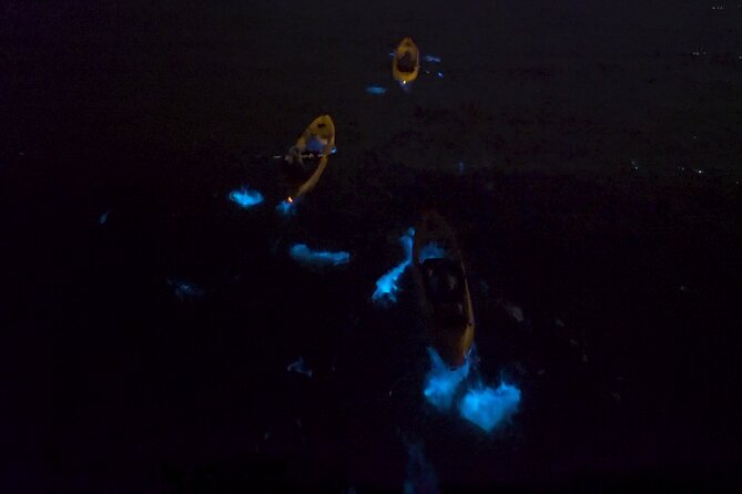 Bioluminescence Kayak Tour - Understanding the Science Behind Bioluminescence