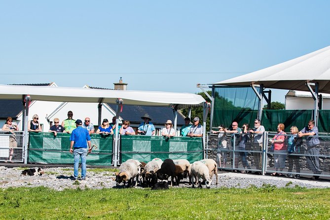 Caherconnell Fort & Sheepdog Demonstrations - Exploring the Picturesque Carran Countryside