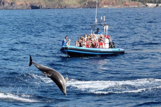 Dolphin - Whale - Turtle - Bird Watching - Insider Tips for Your Tour