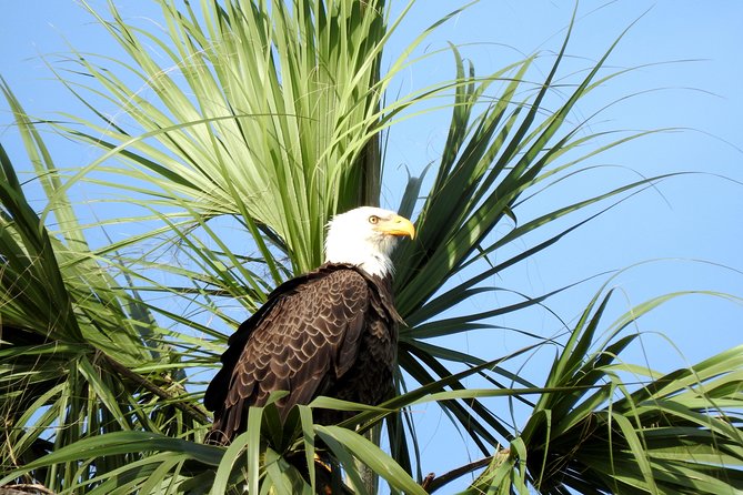 Everglades Day Safari From Ft Lauderdale - Wildlife Sightings and Encounters