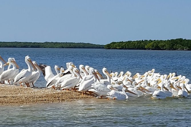 Everglades National Park Biologist Led Adventure: Cruise, Hike + Airboat - Culinary Delights and Dietary Accommodations