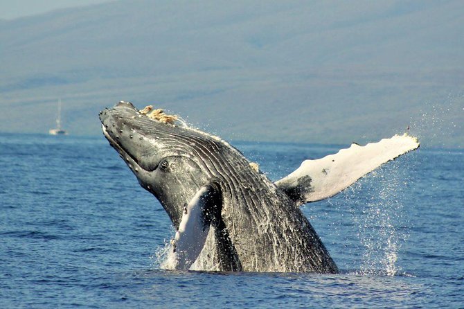 Eye-Level Whale Watching Eco-Raft Tour From Lahaina - Eco-Friendly Practices