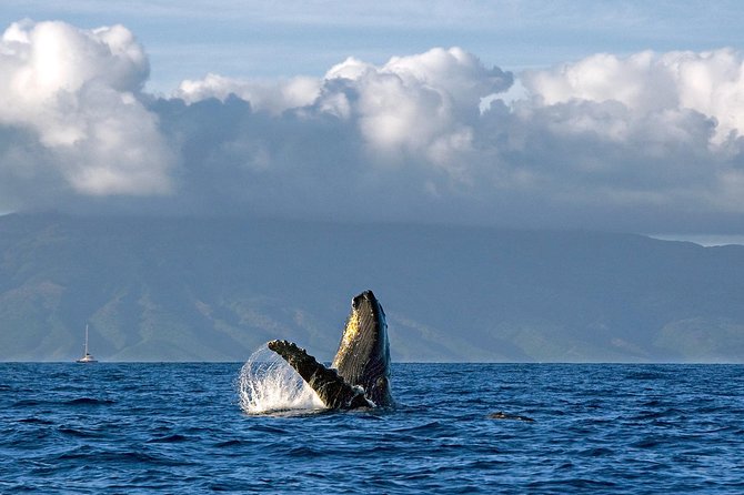 From Maalaea: Whale Watching Tour Aboard the Quicksilver - Onboard Amenities and Entertainment