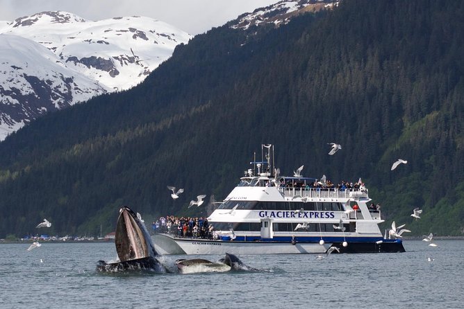 Full-Day Kenai Fjords National Park Cruise - Meeting and Pickup Information