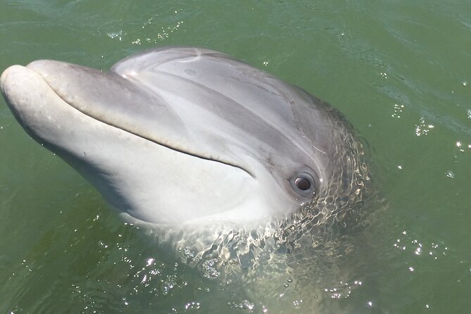 Hilton Head Island Dolphin Boat Cruise - Traveler Reviews and Feedback