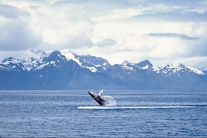 Juneau Wildlife Whale Watching - Memorable Moments on the Water