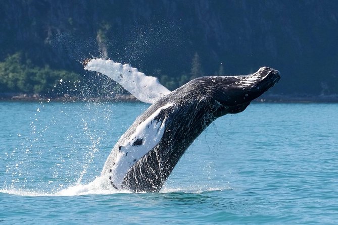 Kenai Fjords and Resurrection Bay Half-Day Wildlife Cruise - Customer Feedback and Experiences