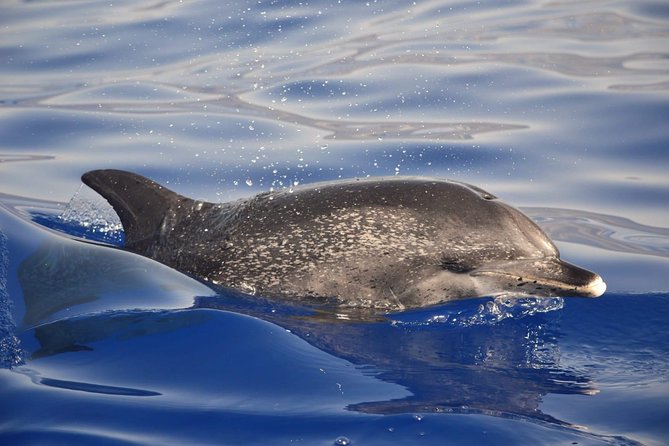 Madeira Dolphin & Whale Watching Tour - Unforgettable Wildlife Encounters