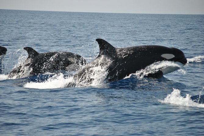 Sealife Sea Safari, Dolphin Watching With Marine Biologists Lagos - Educational Insights From Marine Biologists