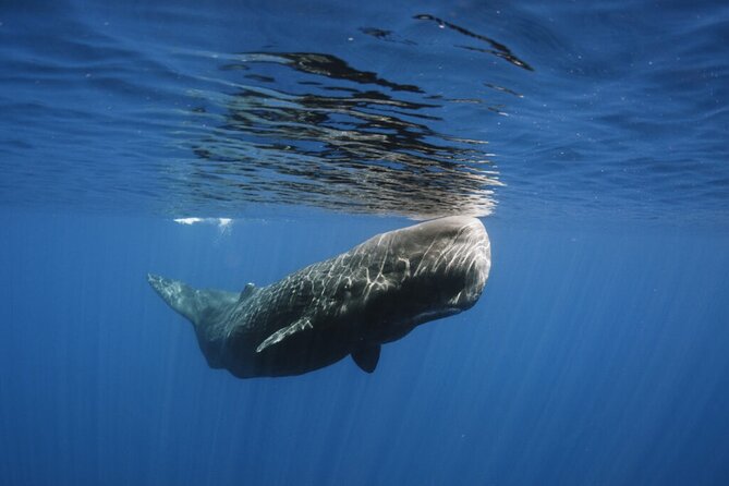 Whale and Dolphin Watching Tour From Funchal - Sighting of Sperm Whales