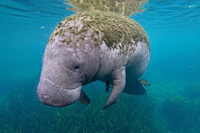 3-Hour Small Group All-Inclusive Manatee Swim With Photo Package - Capturing Memories