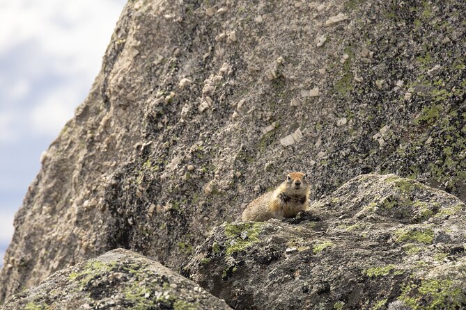 Arctic Circle Day Trip From Fairbanks With Transportation - Wildlife and Photography Opportunities