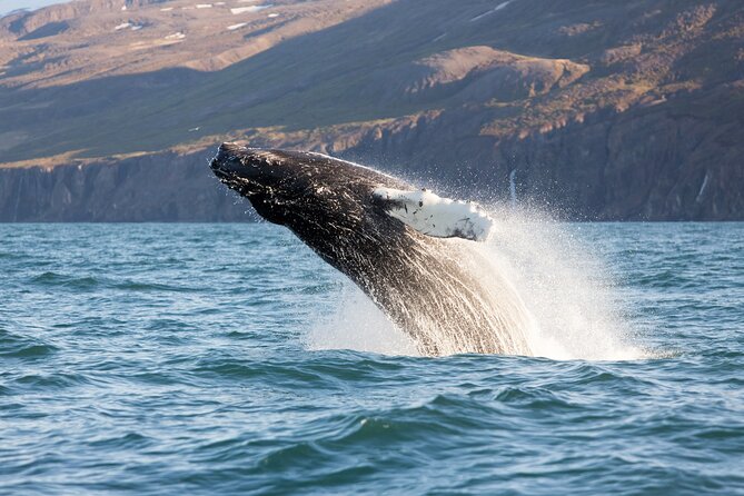 Big Whales & Puffins RIB Boat Tour From Húsavík - Preparing for the Adventure