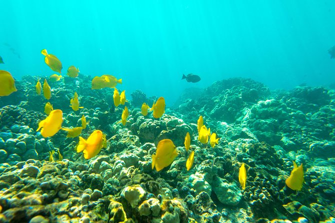 Captain Cook Snorkel On A Power Catamaran With Lunch - Exploring the Volcanic Coast and Scenic Cruise