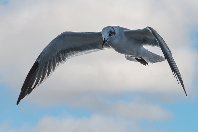 Dolphin and Nature Sunset Cruise From Orange Beach - Crew and Service Highlights