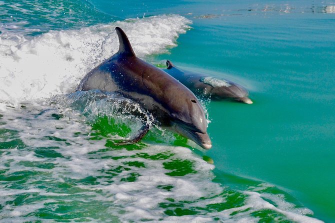 Dolphin and Shelling Cruise for up to 12 People - Dolphin Sightings and Marine Life