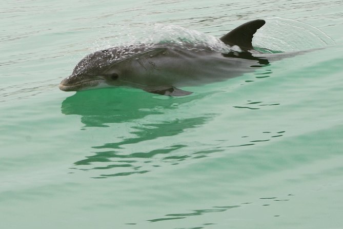 Dolphin-Watching Speedboat Cruise in Destin Harbor - Personalized and Family-Friendly Atmosphere