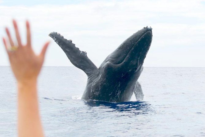 Eye-Level Whale Watching Eco-Raft Tour From Lahaina - What to Expect on the Tour