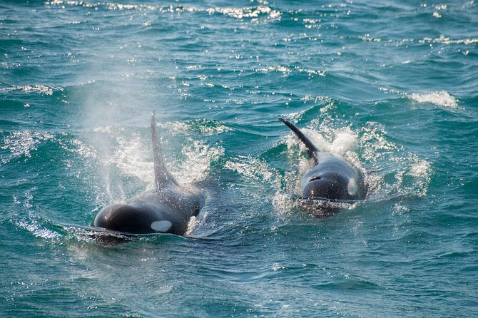 Full-Day Kenai Fjords National Park Cruise - Customer Reviews and Recommendations