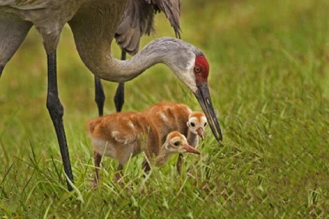 Grand Teton Wildlife Safari in a Enclosed or Open-Air Vehicle (Season Dependent) - Tour Schedule and Pricing