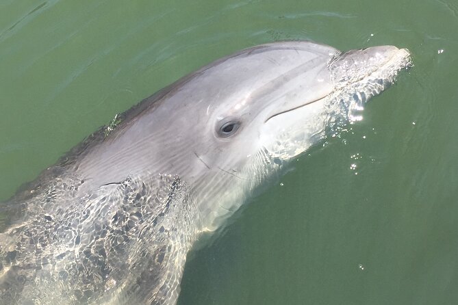 Hilton Head Island Dolphin Boat Cruise - Weather Considerations and Recommendations