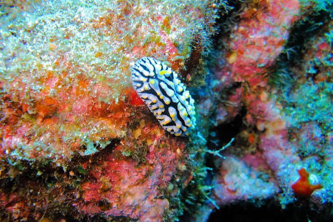 Kauai's Ultimate Guided Shore Snorkel: South Poipu - Learning About Hawaiis Ecosystem