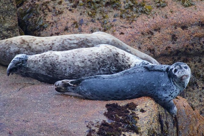 Kenai Fjords and Resurrection Bay Half-Day Wildlife Cruise - Preparing for the Cruise Adventure