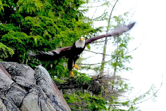 Ketchikan Electric Bike and Rain Forest Hike Ecotour - Customer Feedback and Memorable Experiences