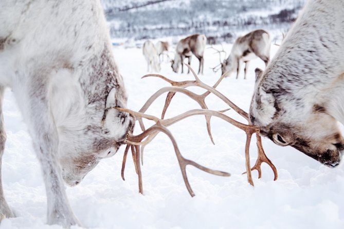 Reindeer Visit, and Sami Culture Including Lunch From Tromso - Preparing for Your Sami Cultural Adventure