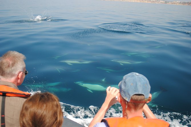 Sealife Sea Safari, Dolphin Watching With Marine Biologists Lagos - Sustainable Wildlife Observation Practices